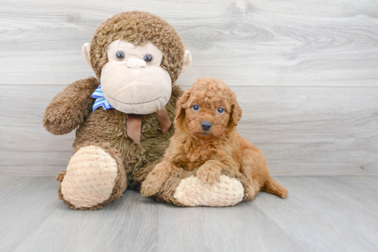 Best Mini Goldendoodle Baby