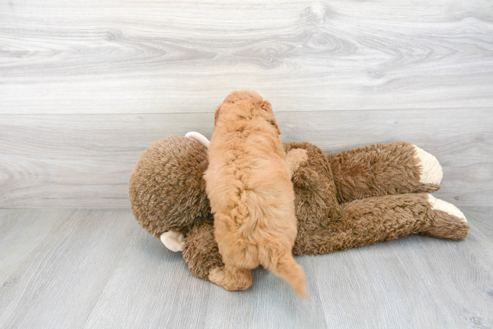 Mini Goldendoodle Puppy for Adoption