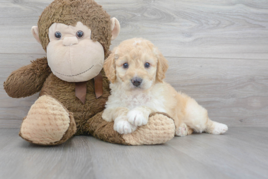 Adorable Golden Retriever Poodle Mix Puppy