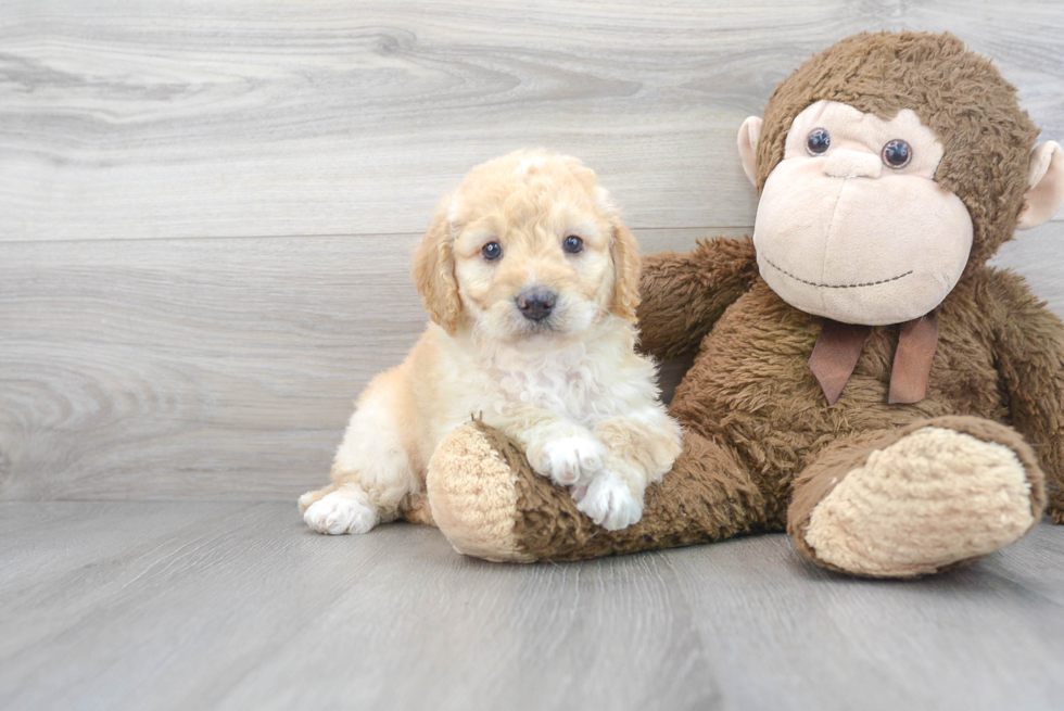 Best Mini Goldendoodle Baby