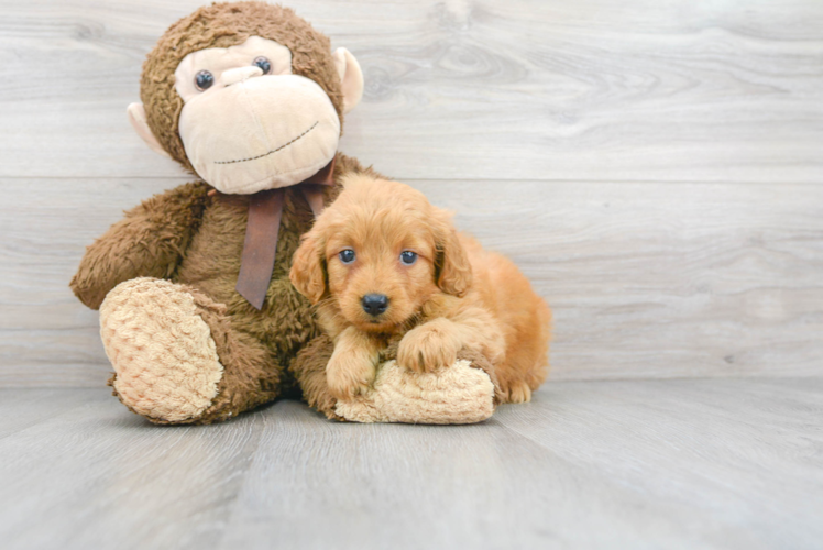 Friendly Mini Goldendoodle Baby