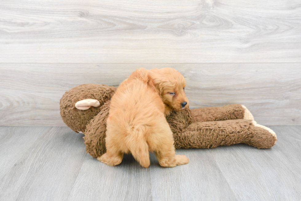 Mini Goldendoodle Pup Being Cute