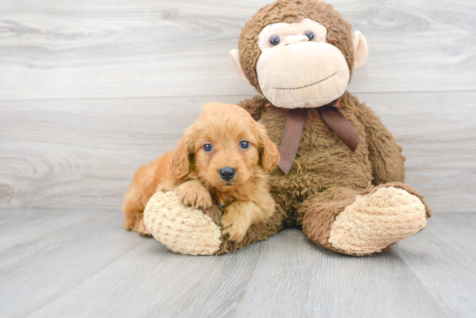 Best Mini Goldendoodle Baby