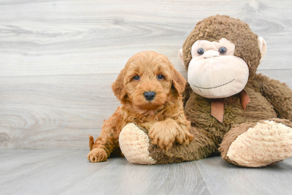 Smart Mini Goldendoodle Poodle Mix Pup