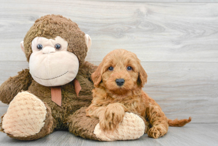 Mini Goldendoodle Pup Being Cute