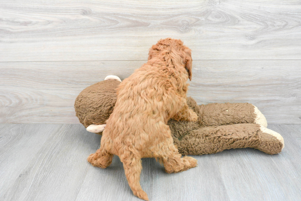 Cute Mini Goldendoodle Baby