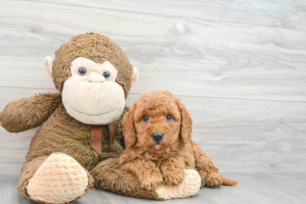 Smart Mini Goldendoodle Poodle Mix Pup