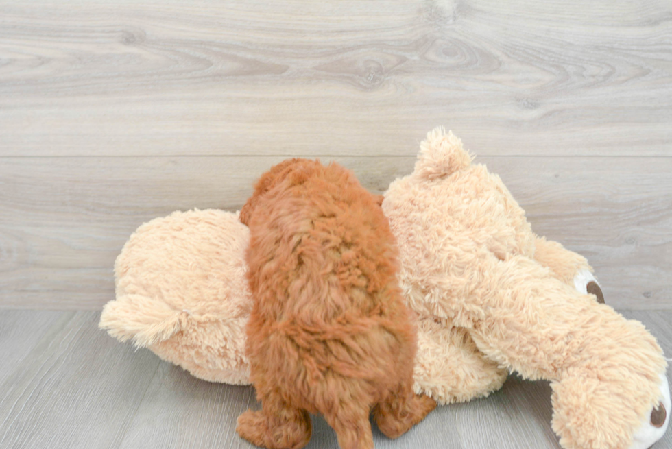 Mini Goldendoodle Puppy for Adoption