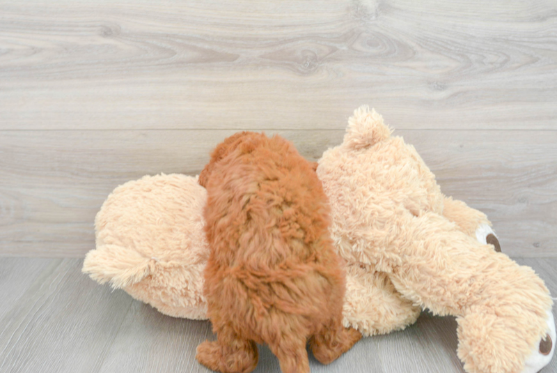 Meet Riley - our Mini Goldendoodle Puppy Photo 2/3 - Premier Pups