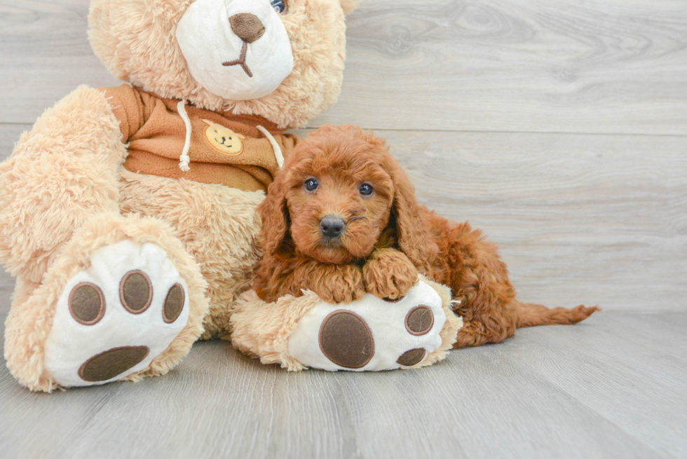 Mini Goldendoodle Puppy for Adoption