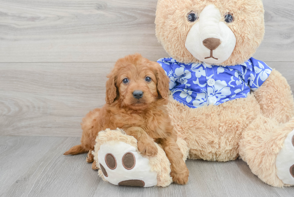 Small Mini Goldendoodle Baby