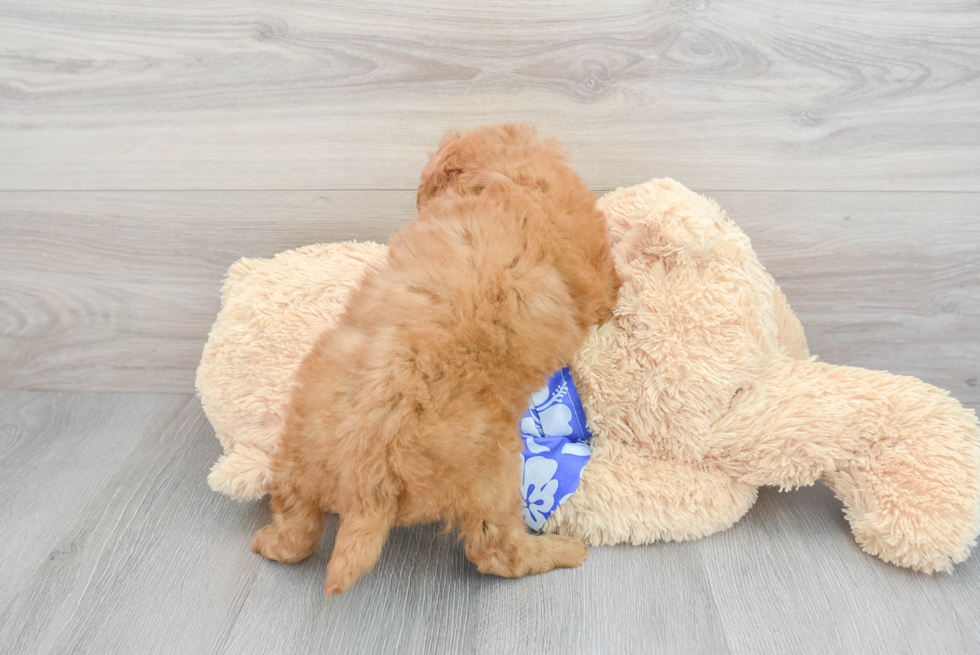 Small Mini Goldendoodle Baby