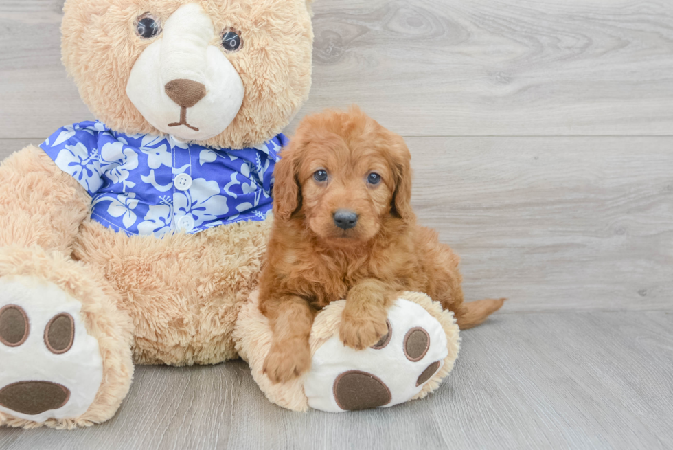 Mini Goldendoodle Pup Being Cute