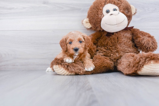 Mini Goldendoodle Pup Being Cute