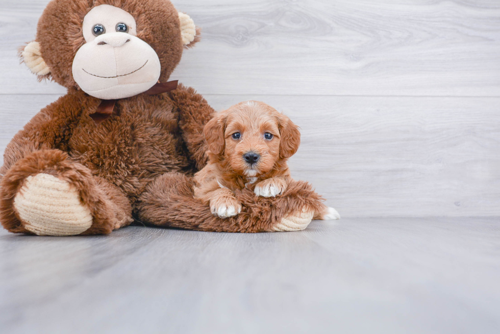 Adorable Golden Retriever Poodle Mix Puppy