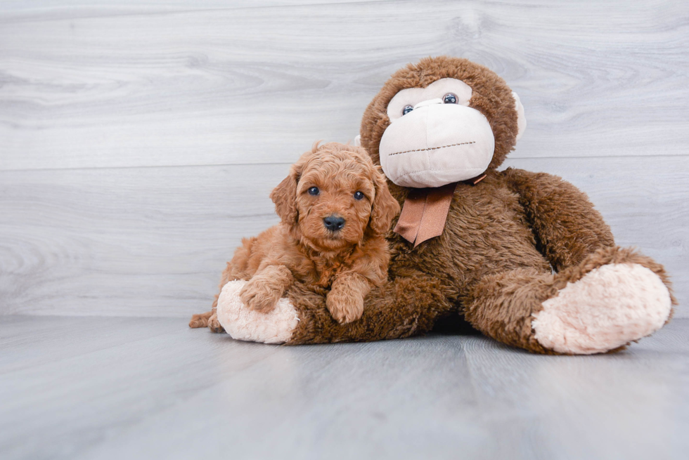 Hypoallergenic Golden Retriever Poodle Mix Puppy