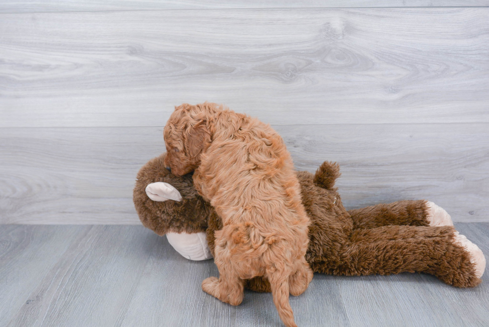 Petite Mini Goldendoodle Poodle Mix Pup