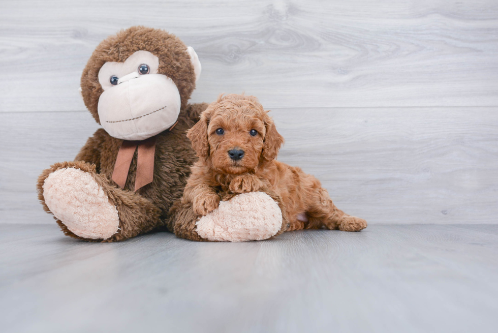 Playful Golden Retriever Poodle Mix Puppy