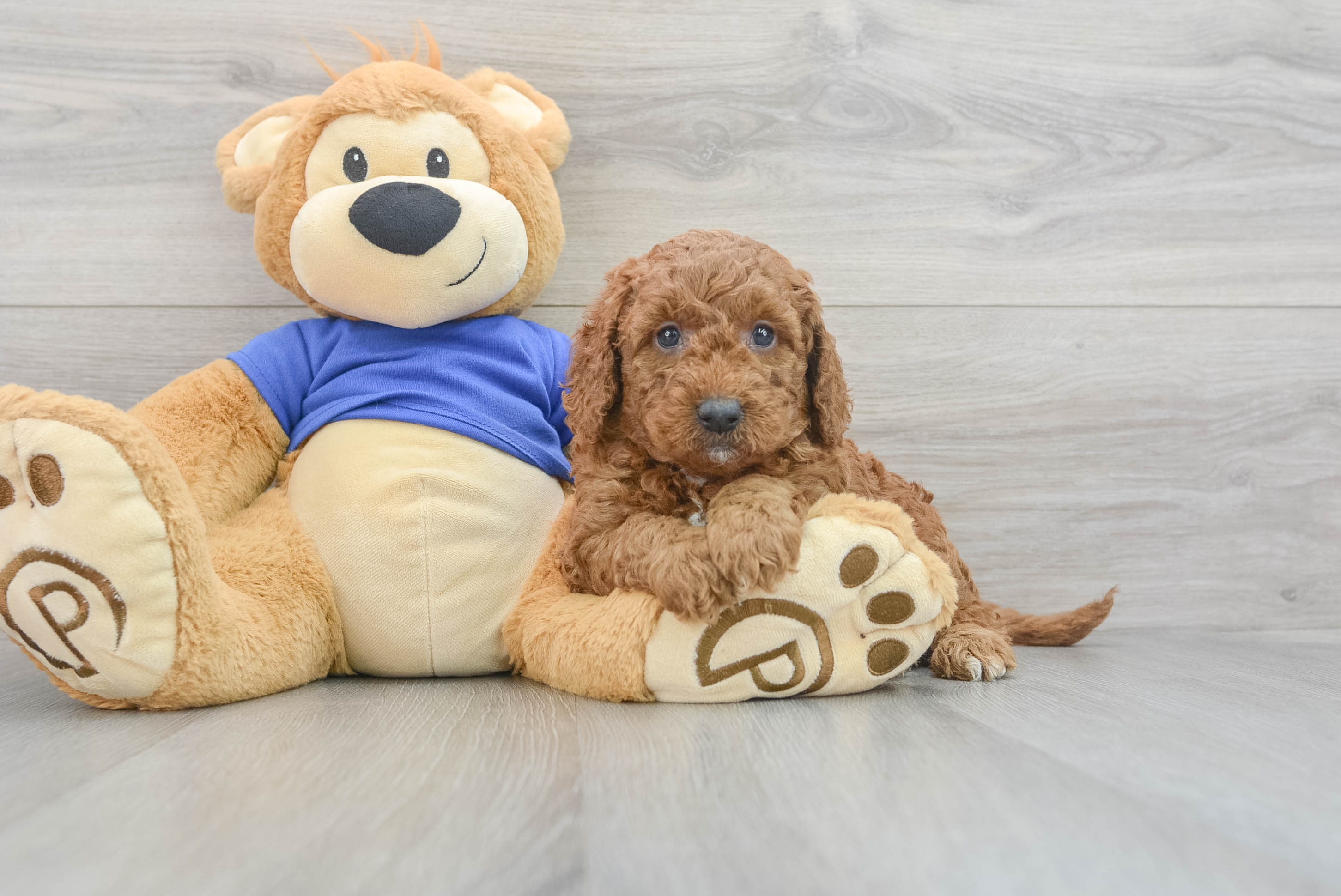 Best Mini Goldendoodle Baby