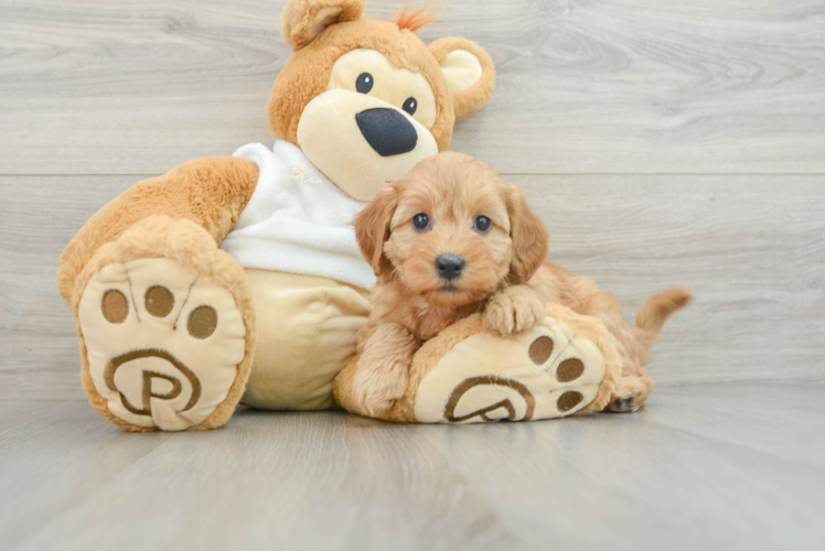 Smart Mini Goldendoodle Poodle Mix Pup