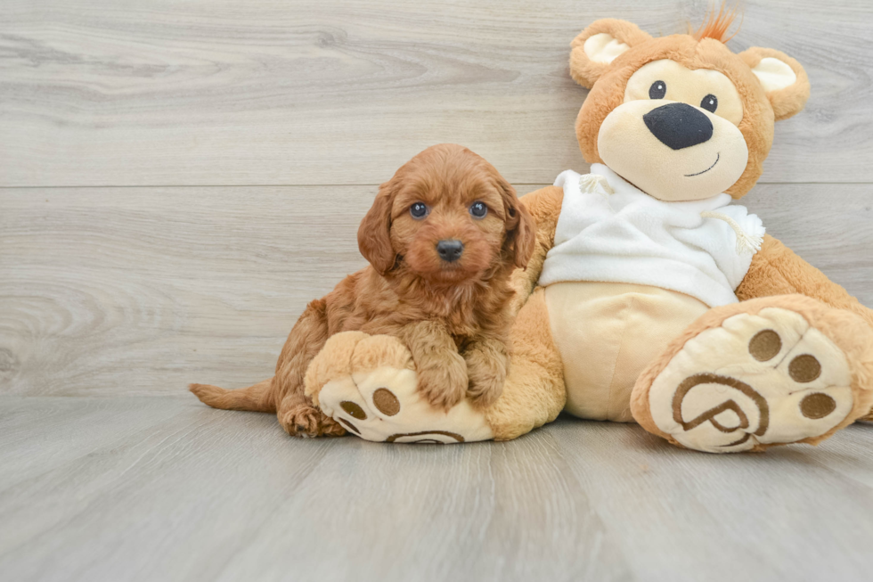 Mini Goldendoodle Pup Being Cute