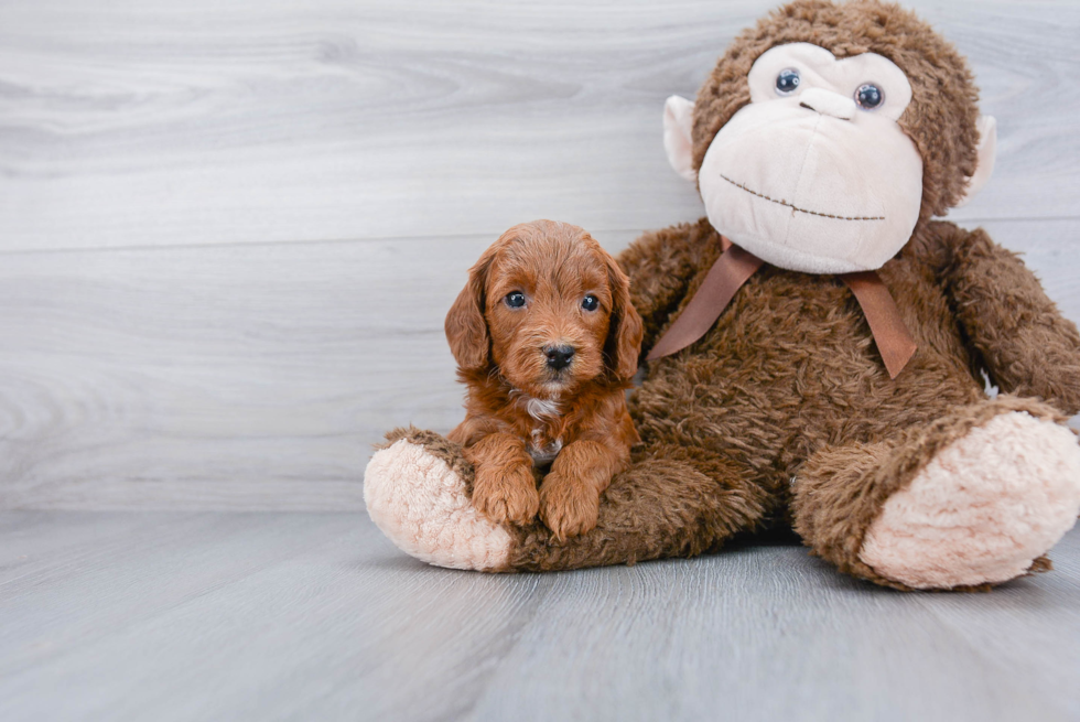 Mini Goldendoodle Pup Being Cute