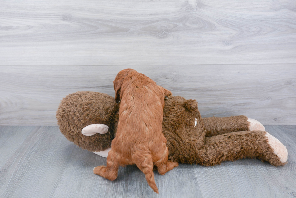 Mini Goldendoodle Pup Being Cute