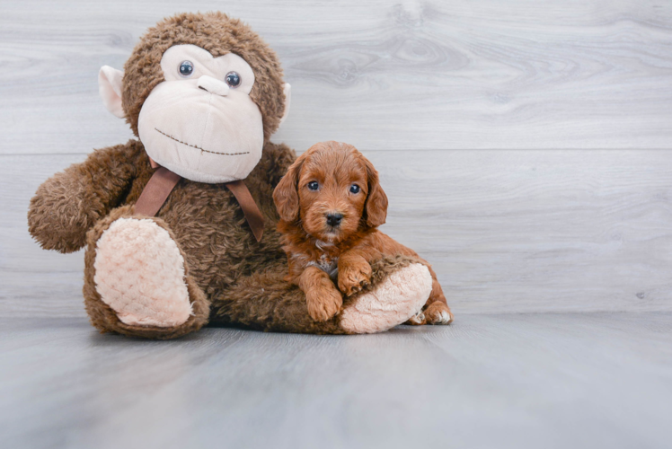 Best Mini Goldendoodle Baby