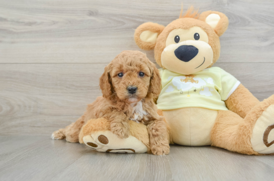 Adorable Golden Retriever Poodle Mix Poodle Mix Puppy