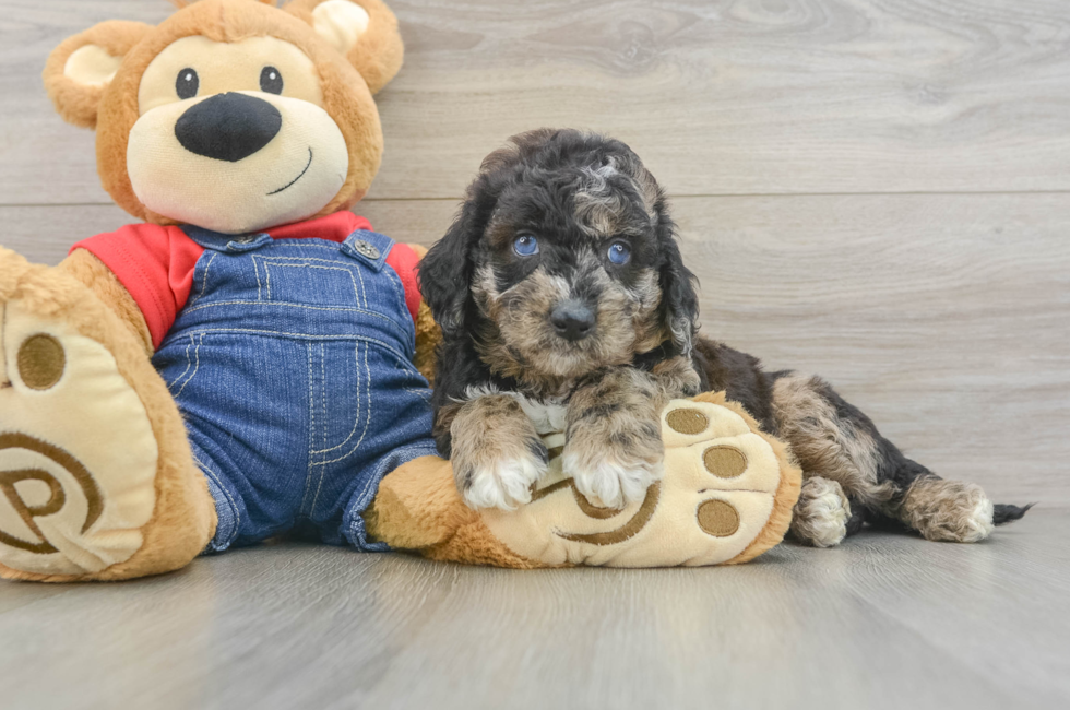 6 week old Mini Goldendoodle Puppy For Sale - Premier Pups