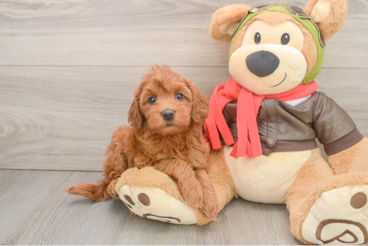 Fluffy Mini Goldendoodle Poodle Mix Pup