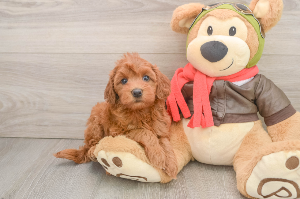 5 week old Mini Goldendoodle Puppy For Sale - Premier Pups
