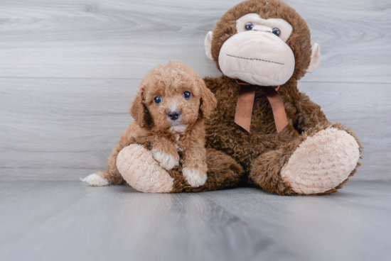 Hypoallergenic Golden Retriever Poodle Mix Puppy