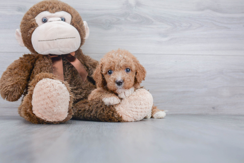 Mini Goldendoodle Puppy for Adoption