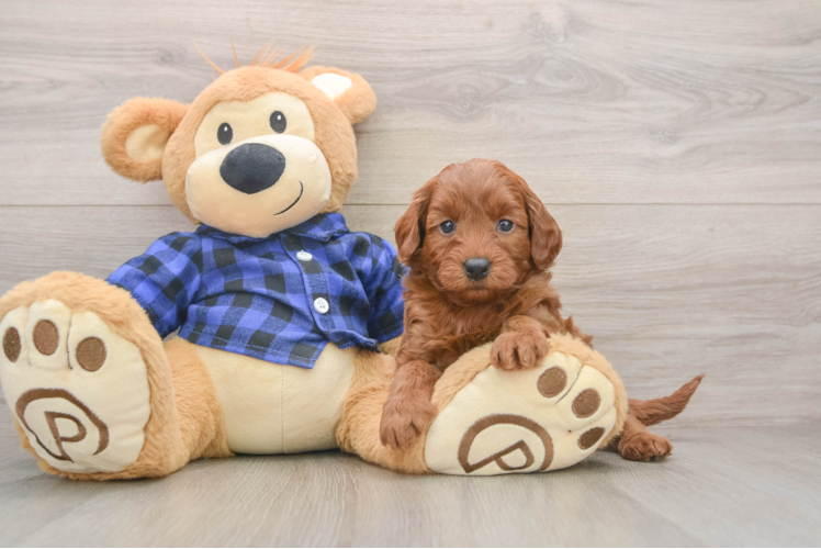 Mini Goldendoodle Pup Being Cute