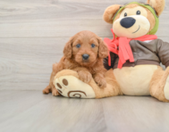 7 week old Mini Goldendoodle Puppy For Sale - Premier Pups