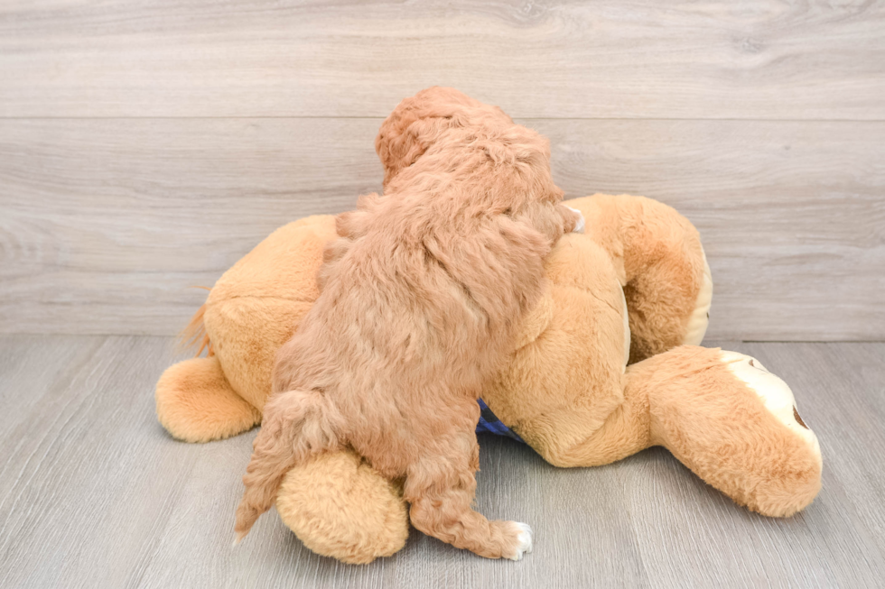 Mini Goldendoodle Puppy for Adoption