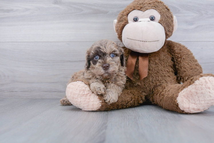 Popular Mini Goldendoodle Poodle Mix Pup