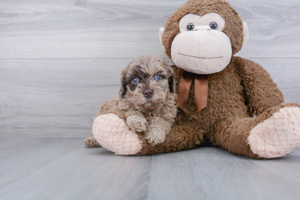 Popular Mini Goldendoodle Poodle Mix Pup