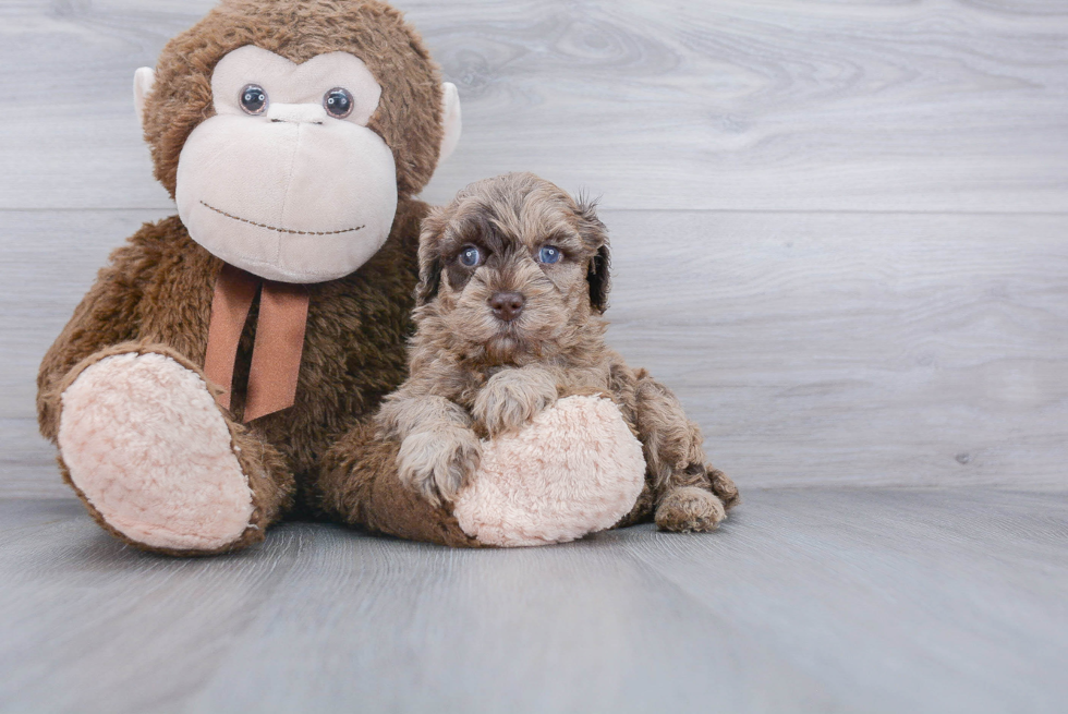 Mini Goldendoodle Pup Being Cute