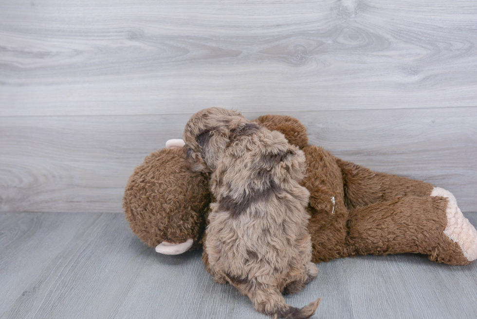 Little Golden Retriever Poodle Mix Puppy