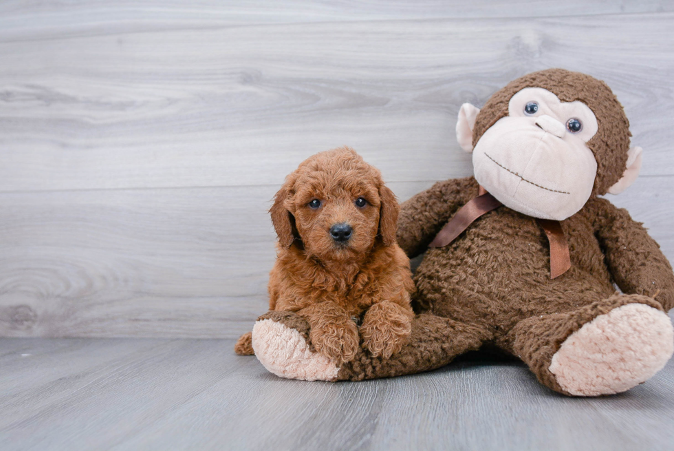 Cute Mini Goldendoodle Baby