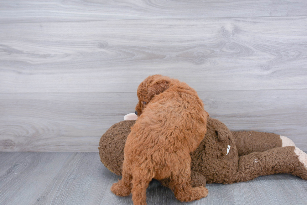 Mini Goldendoodle Puppy for Adoption