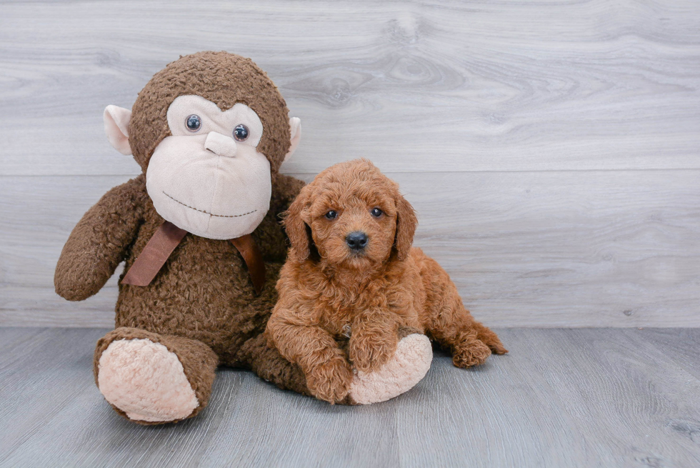 Mini Goldendoodle Puppy for Adoption