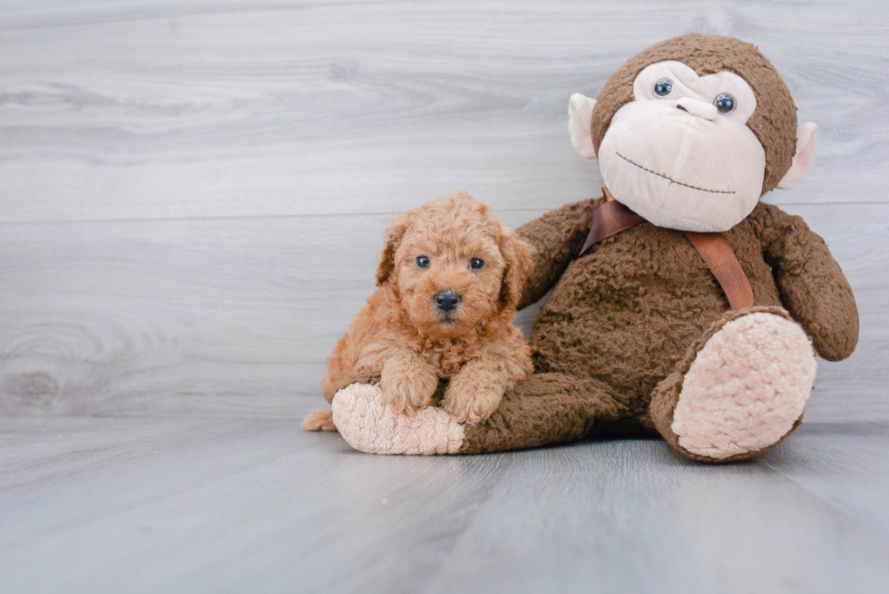 Best Mini Goldendoodle Baby