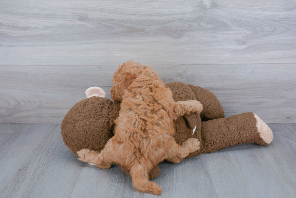 Mini Goldendoodle Puppy for Adoption