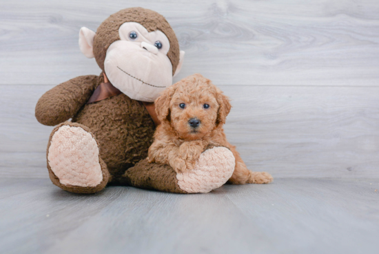 Best Mini Goldendoodle Baby