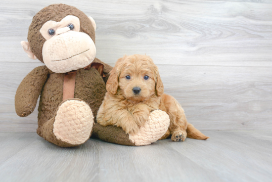 Mini Goldendoodle Puppy for Adoption