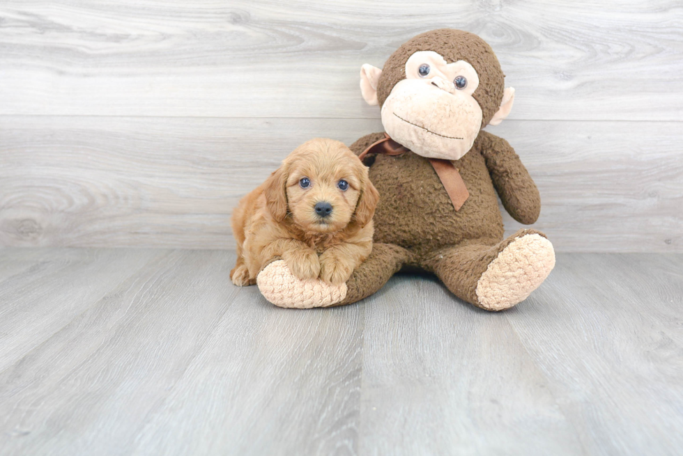 Smart Mini Goldendoodle Poodle Mix Pup