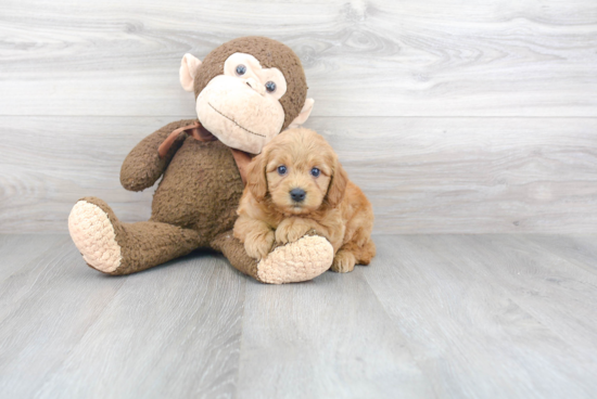 Fluffy Mini Goldendoodle Poodle Mix Pup